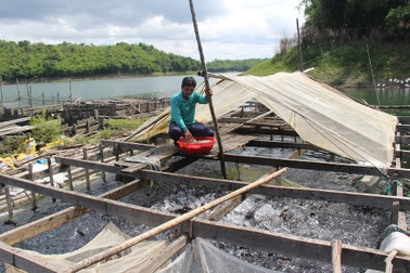 Chông chênh nghề nuôi cá trên hồ thủy điện