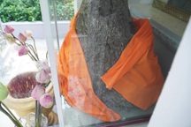 Cây dừa duy nhất ở Việt Nam được mặc cà sa, lập bàn thờ sau khi chết