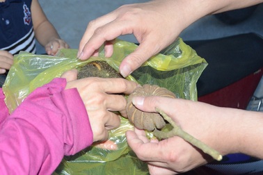 Thêm 37 học sinh nhập viện vì ăn hạt quả ngô đồng