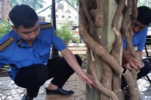 Công an truy tìm thủ phạm "tận diệt" 7 giàn hoa giấy