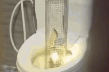 Phát hiện hổ mang trong bồn cầu, gia chủ ở Hưng Yên dụ 3 ngày mới bắt được