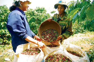 Lo bị ép giá cà phê