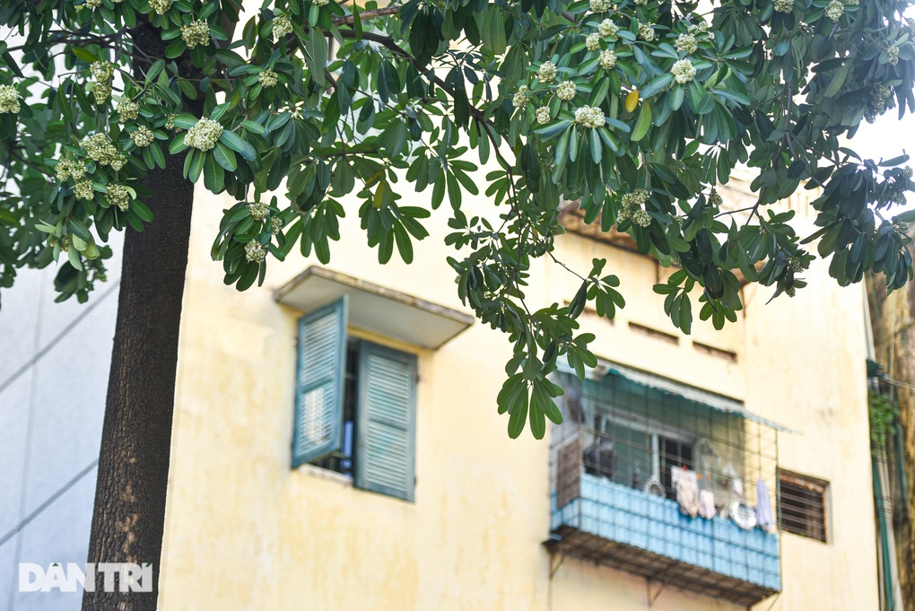 Phố phường Hà Nội nồng nàn mùa hoa sữa - 7 Phố phường Hà Nội nồng nàn mùa hoa sữa - 7