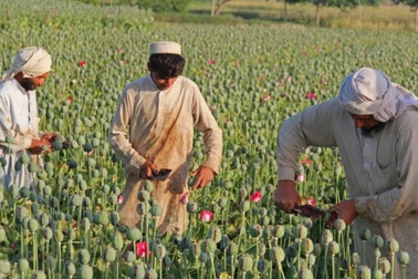 Hậu chiến tranh, nông dân Afghanistan rơi vào bước đường cùng