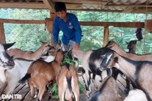 Kỳ tích từ 4 con dê của vợ chồng trẻ