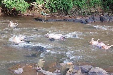 Đồng Nai: Tái diễn cảnh tràn lan vứt xác lợn chết chưa xử lý ra môi trường