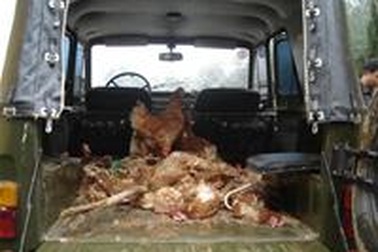 Đánh bộ đội cướp gà nhập lậu