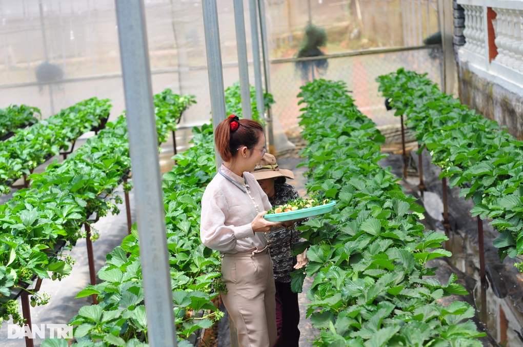Rào cản của mô hình du lịch canh nông ở Đà Lạt - 1 Rào cản của mô hình du lịch canh nông ở Đà Lạt - 1