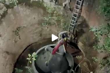 Voi Ấn Độ bị chó đuổi ngã xuống giếng sâu 15 mét và cuộc giải cứu ly kỳ