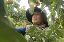 Trồng nhãn trái vụ trên đất cằn, lãi hàng trăm triệu đồng mỗi năm