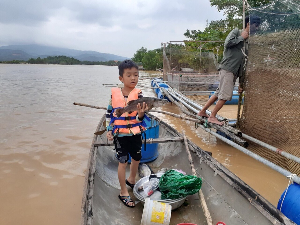 Người dân khóc ròng” khi hàng chục tấn cá lồng gần xuất bán bị chết trắng - 4 Người dân khóc ròng” khi hàng chục tấn cá lồng gần xuất bán bị chết trắng - 4