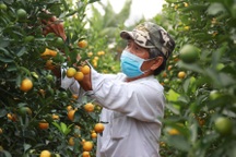 Quất cảnh vụ Tết "lúc lỉu" chờ thương lái