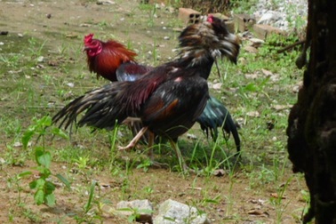 Truy bắt nhóm đối tượng bắn người tại trường gà