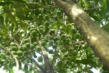 Quảng Ngãi khuyến cáo nông dân cẩn trọng với mắc ca