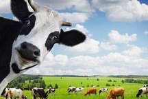 Thêm một vụ thâu tóm “thần tốc” vào hôm qua: Vinamilk đã kiểm soát Sữa Mộc Châu?