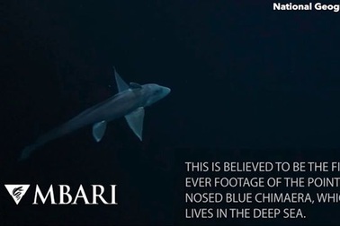 Cá mập ma có "của quý" trước trán