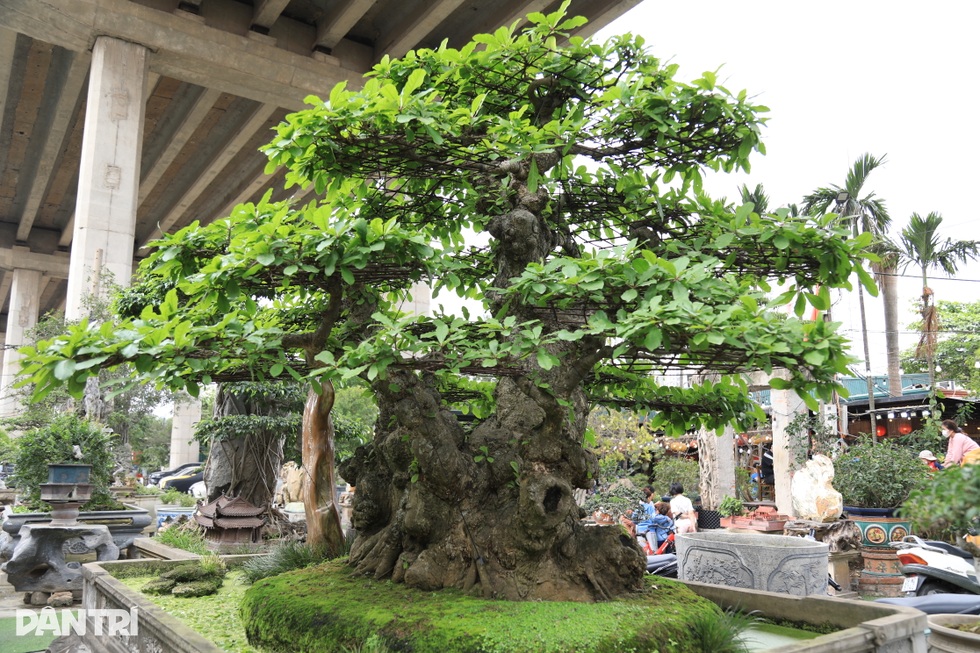 Hà Nội: Bỏ việc về làm vườn, người đàn ông sở hữu nhiều cây độc lạ - 4 Hà Nội: Bỏ việc về làm vườn, người đàn ông sở hữu nhiều cây độc lạ - 4