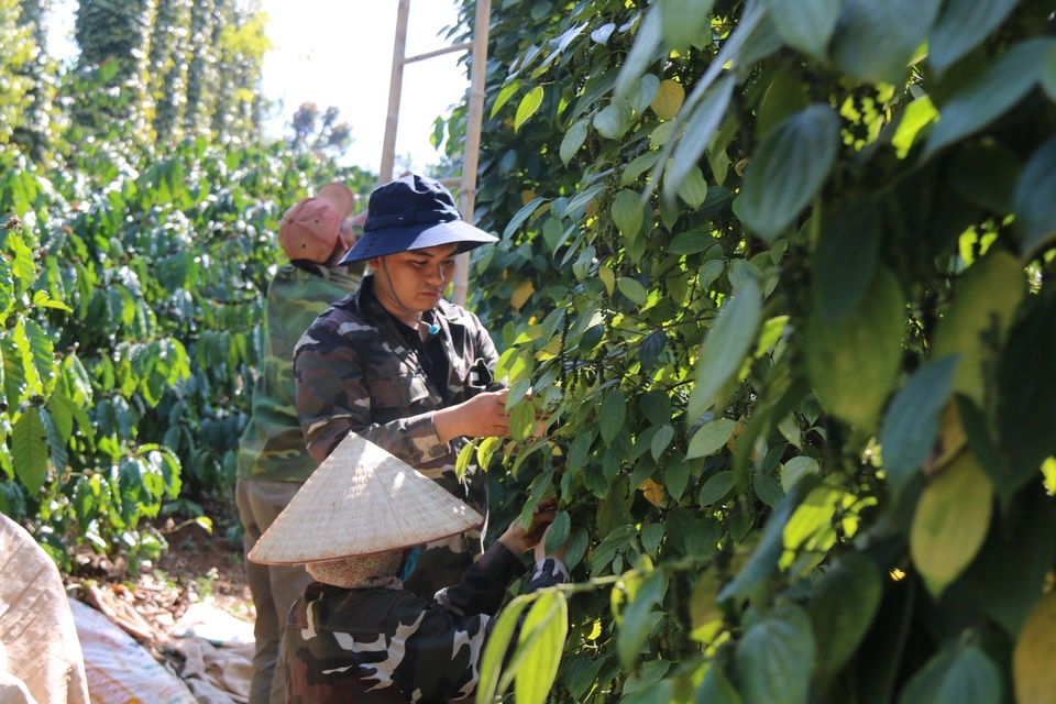 Vàng đen tăng giá, người dân lại ồ ạt gieo kỳ vọng bất chấp rủi ro - 4 Vàng đen tăng giá, người dân lại ồ ạt gieo kỳ vọng bất chấp rủi ro - 4