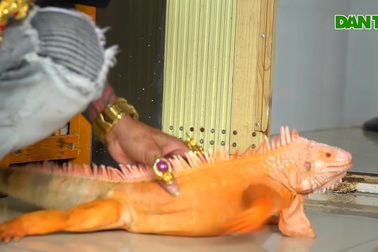 Đại gia sở hữu hàng chục con rồng Nam Mỹ giác bạc tỷ