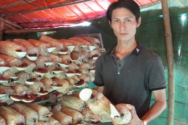 Bỏ nhiều nghề để về trồng nấm, thu lãi 200 triệu đồng/năm