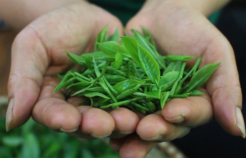 Trà ướp sen đắt ngang vàng ròng: Khách xếp hàng nửa năm mới tới lượt - 4 Trà ướp sen đắt ngang vàng ròng: Khách xếp hàng nửa năm mới tới lượt - 4