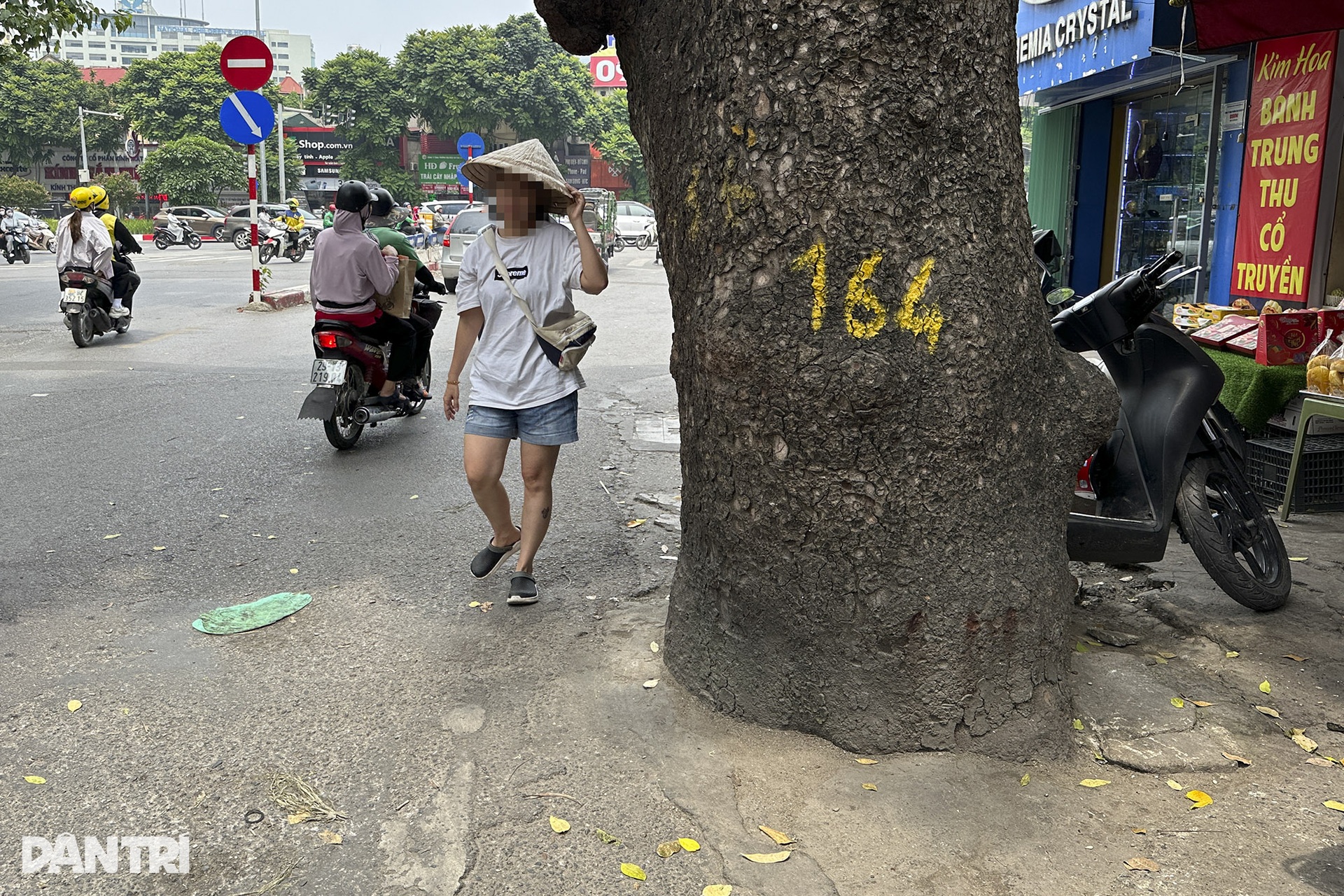 Nhiều gốc xà cừ lâu năm bị bóp nghẹt trên các tuyến đường ở Hà Nội - 3 Nhiều gốc xà cừ lâu năm bị bóp nghẹt trên các tuyến đường ở Hà Nội - 3