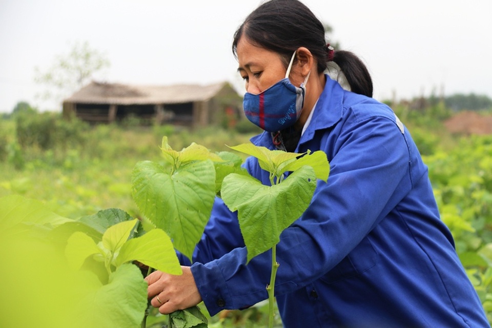 Đã mắt với mô hình trồng dâu nuôi tằm xanh ngút ngàn trên mảnh đất cằn - 9 Đã mắt với mô hình trồng dâu nuôi tằm xanh ngút ngàn trên mảnh đất cằn - 9