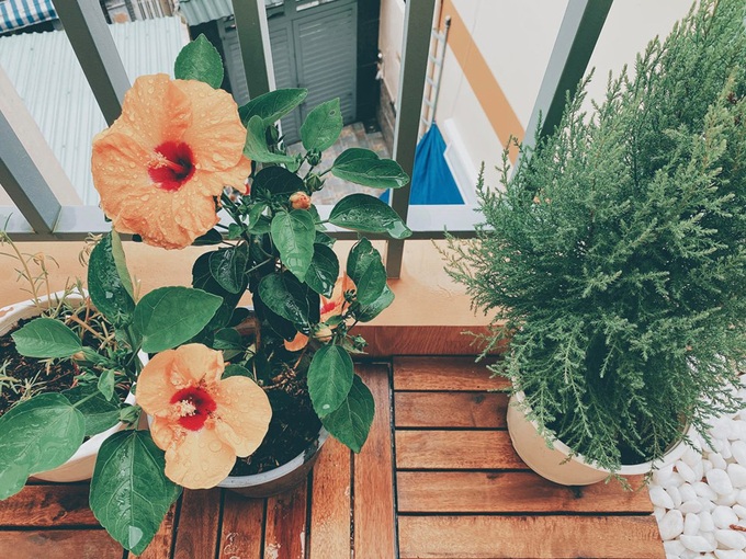 1 tháng vừa làm vừa tranh thủ décor lại ban công bỏ trống 3 năm chỉ với 3,5 triệu đã có góc cực chill tươi mới - Ảnh 6. 1 tháng vừa làm vừa tranh thủ décor lại ban công bỏ trống 3 năm chỉ với 3,5 triệu đã có góc cực chill tươi mới - Ảnh 6.