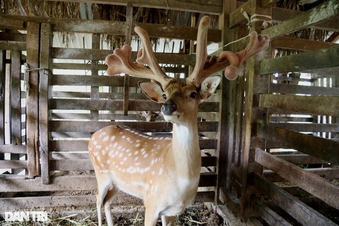 Chủ nhân cặp nhung hươu khủng được trả giá gần một cây vàng - 1 Chủ nhân cặp nhung hươu khủng được trả giá gần một cây vàng - 1
