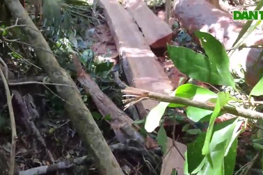 Cận cảnh từng nhóm lâm tặc dùng cưa đốn hạ rừng xanh