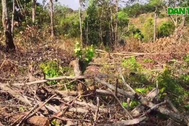 Cận cảnh những diện tích rừng cộng đồng bị "cạo trọc"