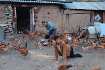 Chàng trai đi bằng 2 tay, nuôi gà kiếm tiền xây nhà đền đáp cha nuôi