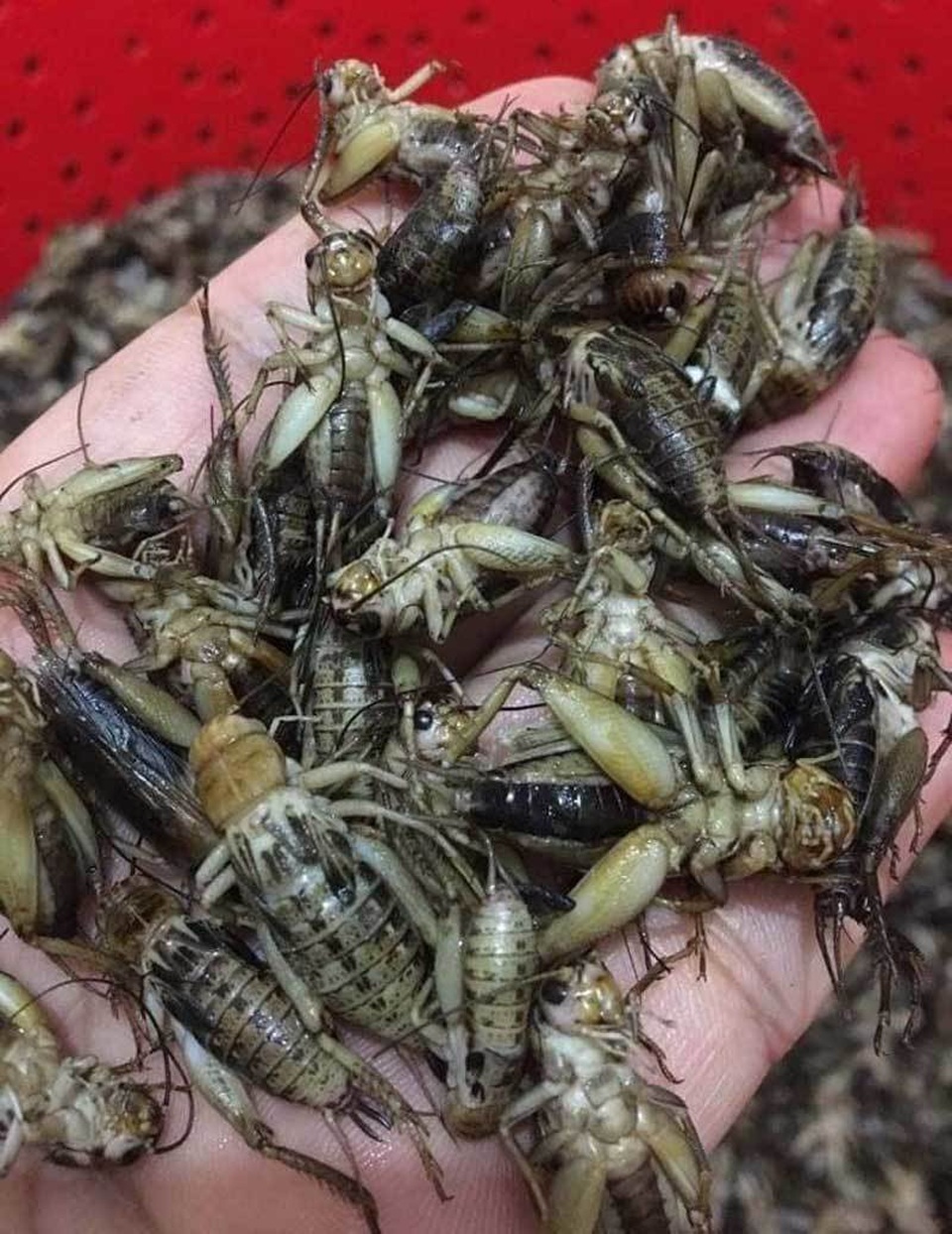 Món lạ dế mèn rang lá chanh, gom 3 ngày mới đủ 1 bữa - 2 Món lạ dế mèn rang lá chanh, gom 3 ngày mới đủ 1 bữa - 2