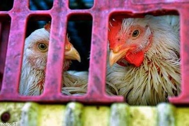 Các nước Đông Nam Á cảnh giác với cúm H7N9