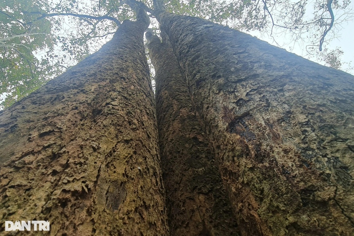 Già làng và câu chuyện bảo vệ báu vật nơi đại ngàn - 10 Già làng và câu chuyện bảo vệ báu vật nơi đại ngàn - 10