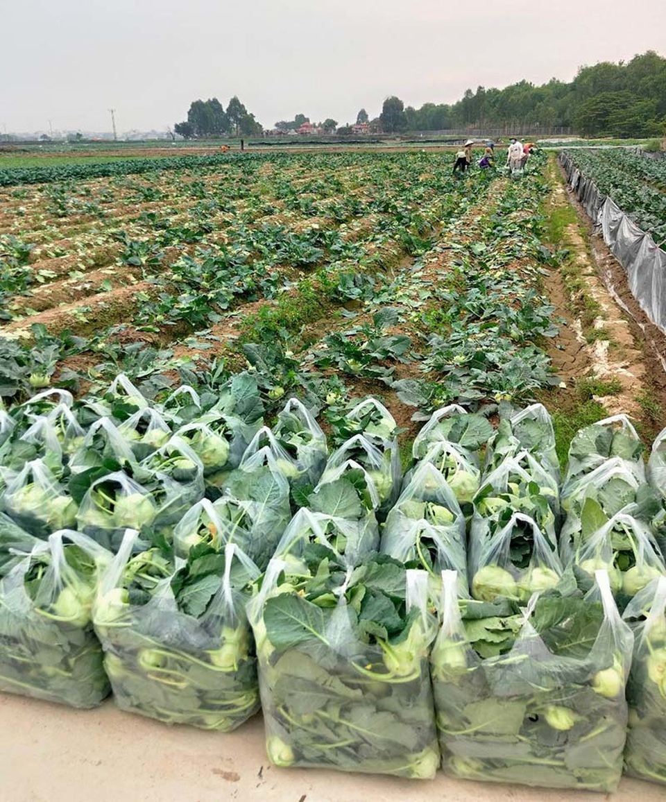 700 nghìn con gà cần bán ngay, dân Hải Dương lo âu từng ngày - 1 700 nghìn con gà cần bán ngay, dân Hải Dương lo âu từng ngày - 1