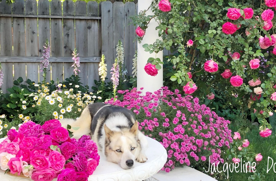 Ngắm vườn ngàn gốc hoa khoe sắc quanh năm của mẹ Việt ở Mỹ - 7