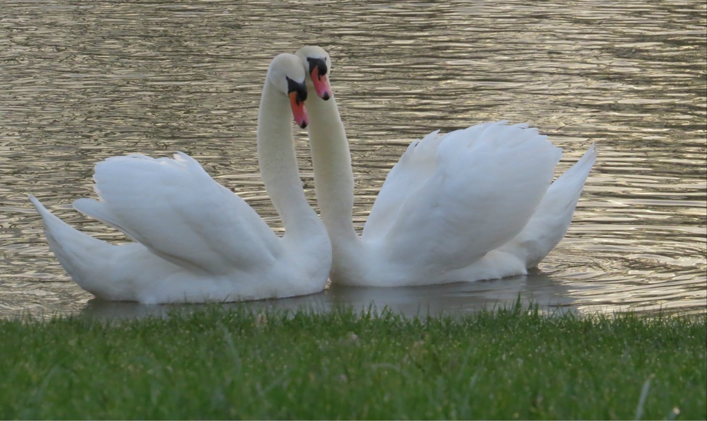 Swans are known to be one of the most faithful animals in the world.