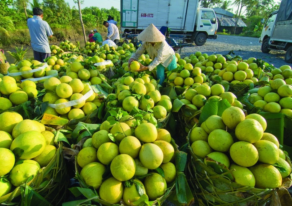 Hàng trăm nghìn tấn rau, cá, lợn, gà của các tỉnh phía Nam cần cứu đầu ra - 1 Hàng trăm nghìn tấn rau, cá, lợn, gà của các tỉnh phía Nam cần cứu đầu ra - 1