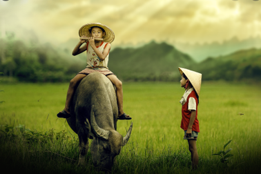 Hình ảnh con trâu khỏe mạnh, cần cù được khắc họa trong âm nhạc Việt