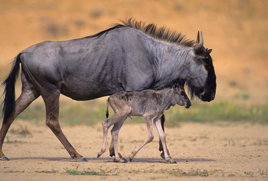 Linh dương đầu bò xanh có kích thước và sức mạnh vượt trội so với báo săn (Ảnh: Kruger).