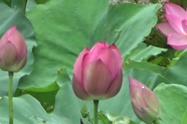 Đơn sơ căn nhà nơi Bác Hồ được sinh ra