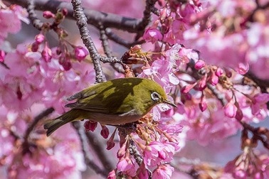 Hàng nghìn cây hoa anh đào đồng loạt nở sớm khoe sắc dưới nắng xuân