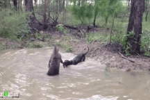 Bị truy đuổi, chuột túi tung "đòn hiểm" khiến chó săn khiếp hãi