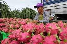 "Giải mã" việc Trung Quốc đột ngột ngưng mua thanh long Việt Nam