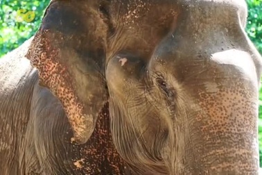 Loại rượu "siêu độc" làm từ ... phân voi