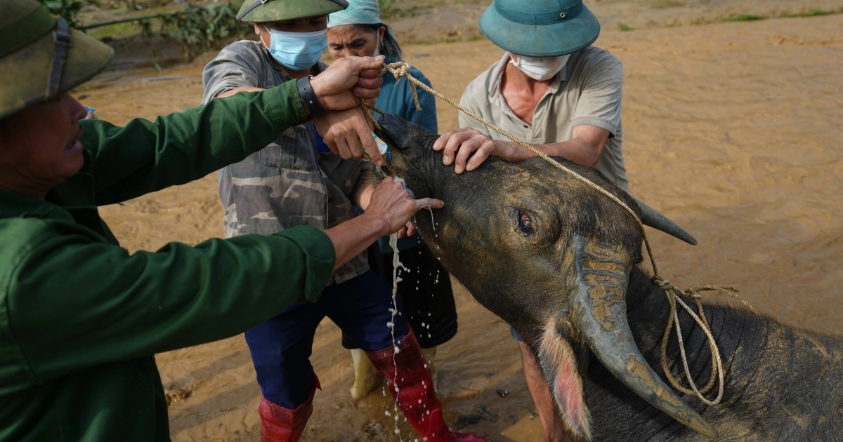 Chú trâu hồi sinh kỳ diệu sau 3 ngày chìm trong lũ bùn Làng Nủ - 8