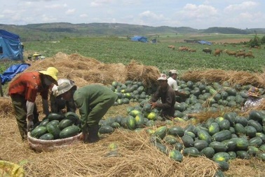 Nỗi lo Trung Quốc và lá đơn cầu cứu: Rơi nước mắt đến bao giờ