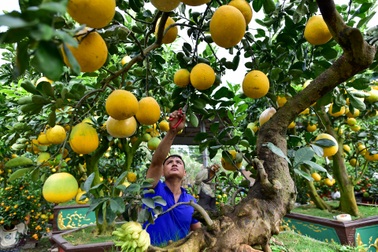 Cây bưởi cổ thụ thế "bạt phong hồi đầu" giá trăm triệu gây sốt ở Hưng Yên