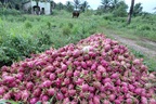 Thanh long chạm đáy dưới 1.000 đồng/kg, nông dân bỏ mặc trái chín đầy vườn